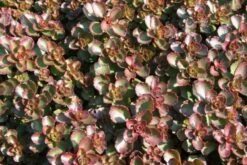 Das Hangbeet (Clevere Bepflanzung Für Schräge Flächen) -Angebote Pflanzen Store 2003344 Das 20Hangbeet Clevere 20Bepflanzung 20fuer 20schraege 20Flaechen 17