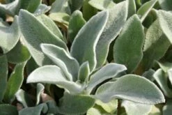 Das Hangbeet (Clevere Bepflanzung Für Schräge Flächen) -Angebote Pflanzen Store 2003344 Das 20Hangbeet Clevere 20Bepflanzung 20fuer 20schraege 20Flaechen 18