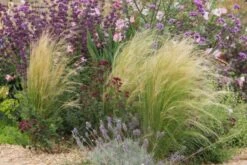 Das Hangbeet (Clevere Bepflanzung Für Schräge Flächen) -Angebote Pflanzen Store 2003344 Das 20Hangbeet Clevere 20Bepflanzung 20fuer 20schraege 20Flaechen 19