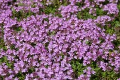 Das Hangbeet (Clevere Bepflanzung Für Schräge Flächen) -Angebote Pflanzen Store 2003344 Das 20Hangbeet Clevere 20Bepflanzung 20fuer 20schraege 20Flaechen 20