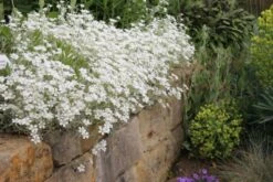 Das Hangbeet (Clevere Bepflanzung Für Schräge Flächen) -Angebote Pflanzen Store 2003344 Das 20Hangbeet Clevere 20Bepflanzung 20fuer 20schraege 20Flaechen 7