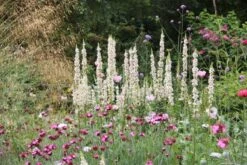Rosige Aussichten (Ein Sitzplatz Im Zeichen Der Königin Der Blumen) 27 Rosige Aussichten (Ein Sitzplatz Im Zeichen Der Königin Der Blumen) -Angebote Pflanzen Store 2003345 Rosige 20Aussichten Ein 20Sitzplatz 20im 20Zeichen 20der 20Koenigin 20der 20Blumen 13