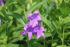 Charmantes Schattenbeet (Blüten-& Blattschmuck Für Lichtarme Gartenbereiche) 32 Charmantes Schattenbeet (Blüten-& Blattschmuck Für Lichtarme Gartenbereiche) -Angebote Pflanzen Store 2003348 Charmantes 20Schattenbeet Blueten 20Blattschmuck 20fuer 20lichtarme 20Gartenbereiche 11