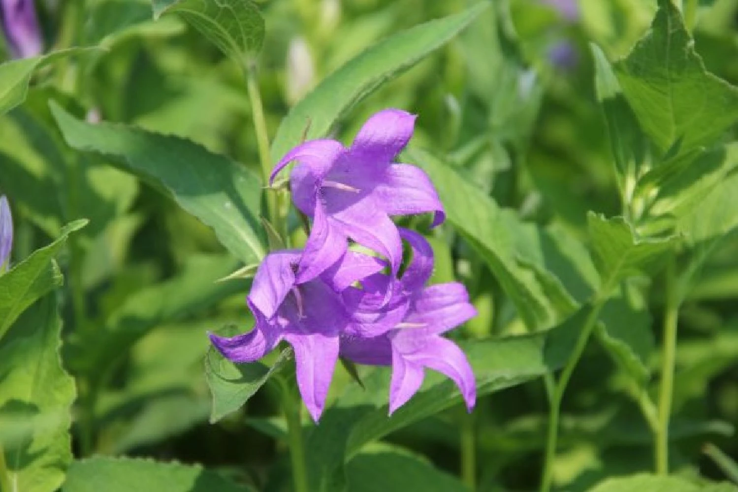 Charmantes Schattenbeet (Blüten-& Blattschmuck Für Lichtarme Gartenbereiche) 13 Charmantes Schattenbeet (Blüten-& Blattschmuck Für Lichtarme Gartenbereiche) – Bild 11