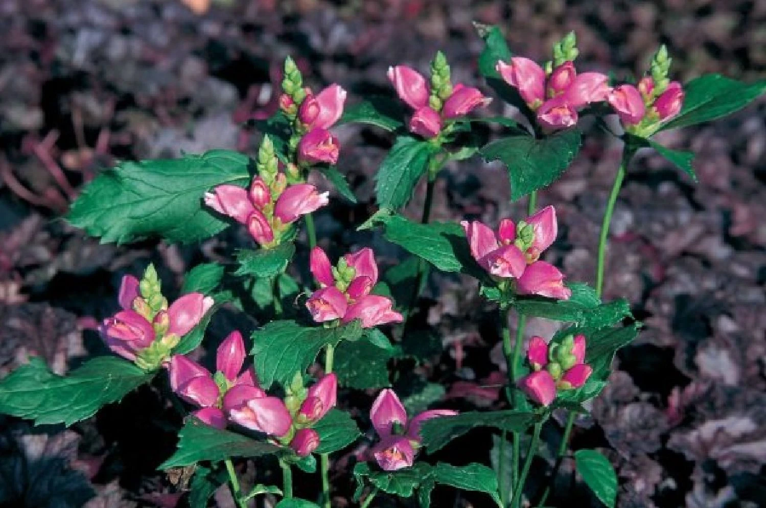 Charmantes Schattenbeet (Blüten-& Blattschmuck Für Lichtarme Gartenbereiche) 14 Charmantes Schattenbeet (Blüten-& Blattschmuck Für Lichtarme Gartenbereiche) – Bild 12