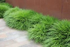 Charmantes Schattenbeet (Blüten-& Blattschmuck Für Lichtarme Gartenbereiche) 37 Charmantes Schattenbeet (Blüten-& Blattschmuck Für Lichtarme Gartenbereiche) -Angebote Pflanzen Store 2003348 Charmantes 20Schattenbeet Blueten 20Blattschmuck 20fuer 20lichtarme 20Gartenbereiche 16