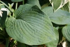 Charmantes Schattenbeet (Blüten-& Blattschmuck Für Lichtarme Gartenbereiche) 38 Charmantes Schattenbeet (Blüten-& Blattschmuck Für Lichtarme Gartenbereiche) -Angebote Pflanzen Store 2003348 Charmantes 20Schattenbeet Blueten 20Blattschmuck 20fuer 20lichtarme 20Gartenbereiche 17