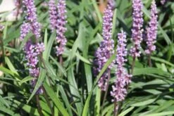 Charmantes Schattenbeet (Blüten-& Blattschmuck Für Lichtarme Gartenbereiche) 40 Charmantes Schattenbeet (Blüten-& Blattschmuck Für Lichtarme Gartenbereiche) -Angebote Pflanzen Store 2003348 Charmantes 20Schattenbeet Blueten 20Blattschmuck 20fuer 20lichtarme 20Gartenbereiche 19