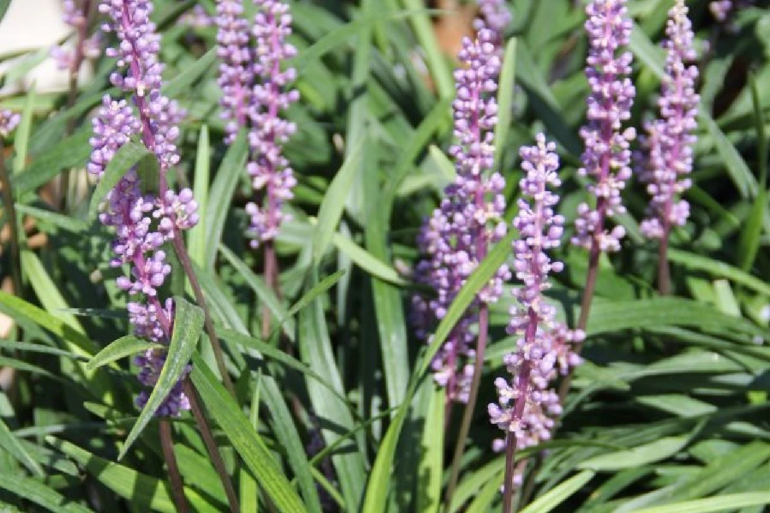 Charmantes Schattenbeet (Blüten-& Blattschmuck Für Lichtarme Gartenbereiche) 21 Charmantes Schattenbeet (Blüten-& Blattschmuck Für Lichtarme Gartenbereiche) – Bild 19