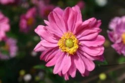 Charmantes Schattenbeet (Blüten-& Blattschmuck Für Lichtarme Gartenbereiche) 24 Charmantes Schattenbeet (Blüten-& Blattschmuck Für Lichtarme Gartenbereiche) -Angebote Pflanzen Store 2003348 Charmantes 20Schattenbeet Blueten 20Blattschmuck 20fuer 20lichtarme 20Gartenbereiche 3