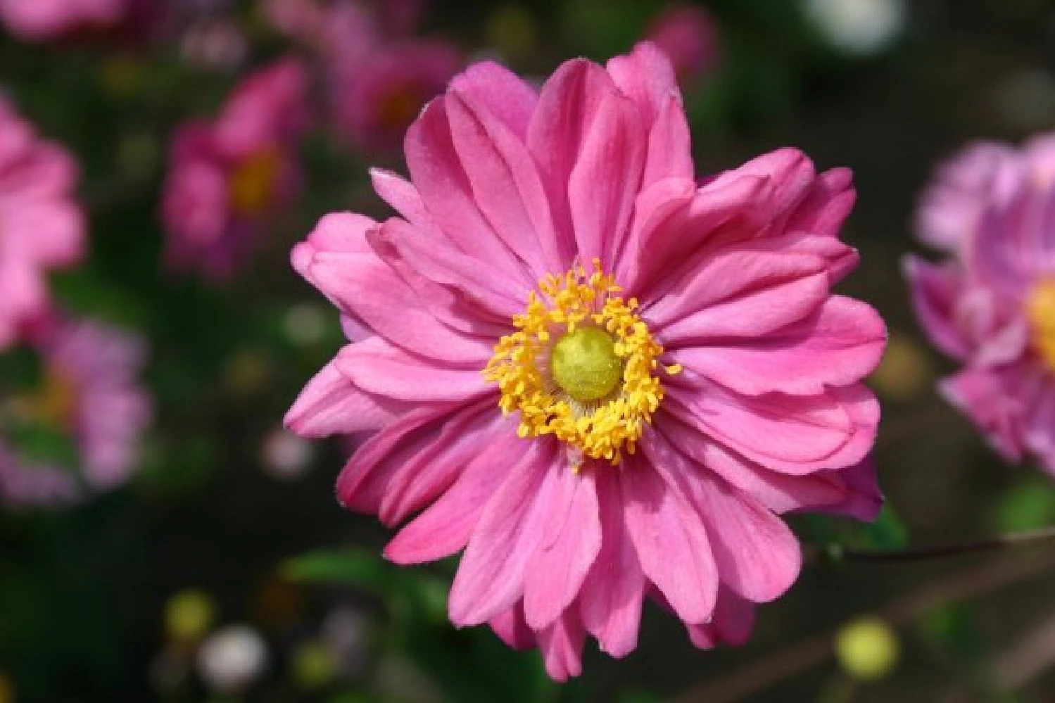 Charmantes Schattenbeet (Blüten-& Blattschmuck Für Lichtarme Gartenbereiche) 5 Charmantes Schattenbeet (Blüten-& Blattschmuck Für Lichtarme Gartenbereiche) – Bild 3