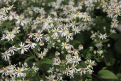 Charmantes Schattenbeet (Blüten-& Blattschmuck Für Lichtarme Gartenbereiche) 26 Charmantes Schattenbeet (Blüten-& Blattschmuck Für Lichtarme Gartenbereiche) -Angebote Pflanzen Store 2003348 Charmantes 20Schattenbeet Blueten 20Blattschmuck 20fuer 20lichtarme 20Gartenbereiche 5