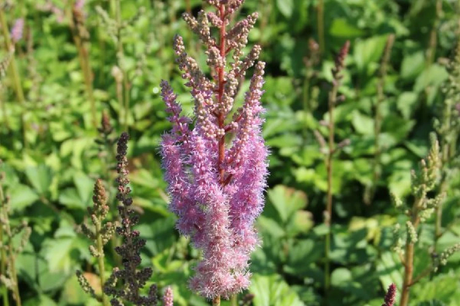 Charmantes Schattenbeet (Blüten-& Blattschmuck Für Lichtarme Gartenbereiche) 8 Charmantes Schattenbeet (Blüten-& Blattschmuck Für Lichtarme Gartenbereiche) – Bild 6