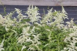 Charmantes Schattenbeet (Blüten-& Blattschmuck Für Lichtarme Gartenbereiche) 28 Charmantes Schattenbeet (Blüten-& Blattschmuck Für Lichtarme Gartenbereiche) -Angebote Pflanzen Store 2003348 Charmantes 20Schattenbeet Blueten 20Blattschmuck 20fuer 20lichtarme 20Gartenbereiche 7