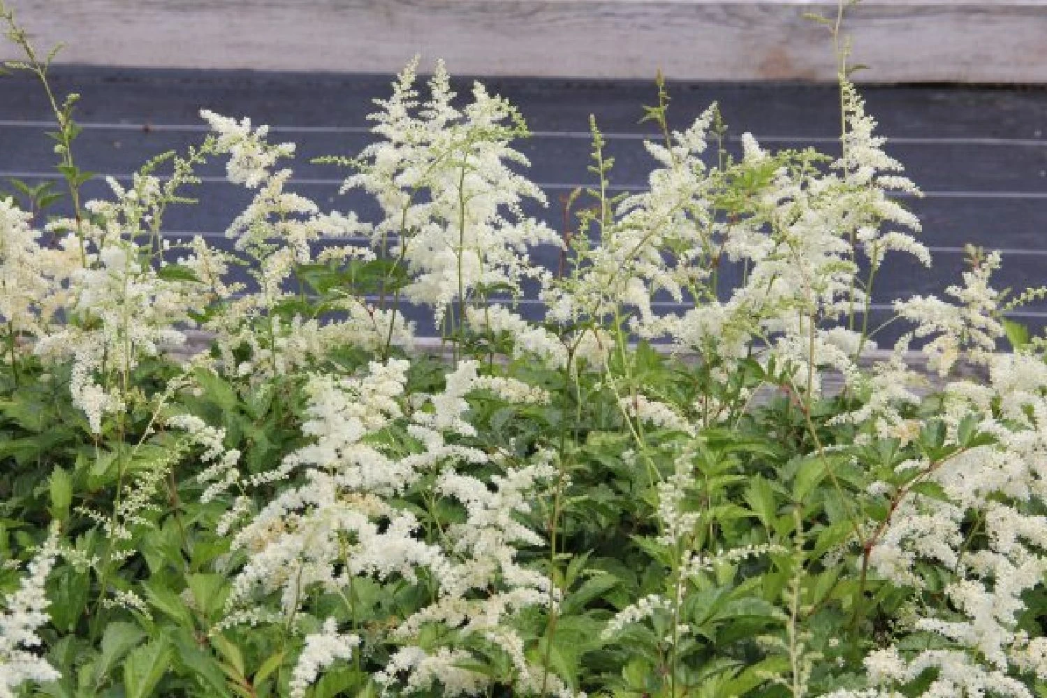 Charmantes Schattenbeet (Blüten-& Blattschmuck Für Lichtarme Gartenbereiche) 9 Charmantes Schattenbeet (Blüten-& Blattschmuck Für Lichtarme Gartenbereiche) – Bild 7