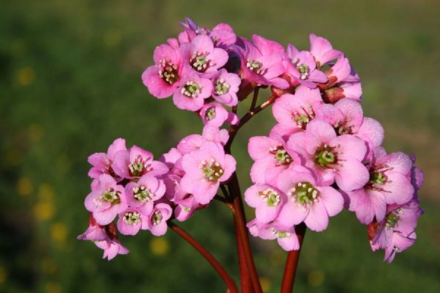 Charmantes Schattenbeet (Blüten-& Blattschmuck Für Lichtarme Gartenbereiche) 10 Charmantes Schattenbeet (Blüten-& Blattschmuck Für Lichtarme Gartenbereiche) – Bild 8