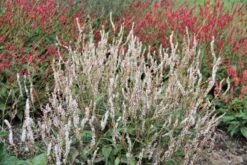 Charmantes Schattenbeet (Blüten-& Blattschmuck Für Lichtarme Gartenbereiche) 30 Charmantes Schattenbeet (Blüten-& Blattschmuck Für Lichtarme Gartenbereiche) -Angebote Pflanzen Store 2003348 Charmantes 20Schattenbeet Blueten 20Blattschmuck 20fuer 20lichtarme 20Gartenbereiche 9