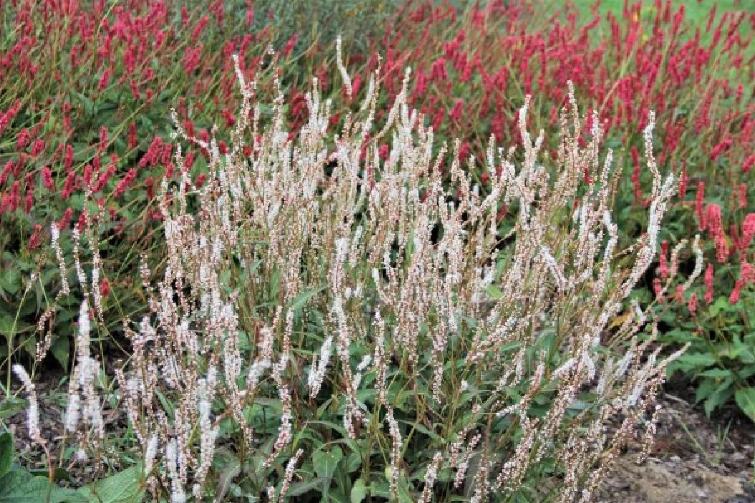 Charmantes Schattenbeet (Blüten-& Blattschmuck Für Lichtarme Gartenbereiche) 11 Charmantes Schattenbeet (Blüten-& Blattschmuck Für Lichtarme Gartenbereiche) – Bild 9