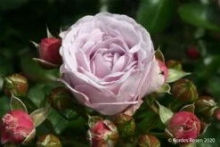 Rose 'Nautica' (Beetrose)