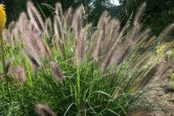 Gräsermeer (Wogende (Pflege-)Leichtigkeit) -Angebote Pflanzen Store 2003439 Graesermeer Wogende 20Pflege Leichtigkeit 11