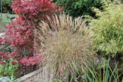 Gräsermeer (Wogende (Pflege-)Leichtigkeit) -Angebote Pflanzen Store 2003439 Graesermeer Wogende 20Pflege Leichtigkeit 15