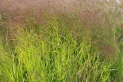 Gräsermeer (Wogende (Pflege-)Leichtigkeit) -Angebote Pflanzen Store 2003439 Graesermeer Wogende 20Pflege Leichtigkeit 16