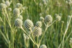 Gräsermeer (Wogende (Pflege-)Leichtigkeit) -Angebote Pflanzen Store 2003439 Graesermeer Wogende 20Pflege Leichtigkeit 6