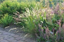 Gräsermeer (Wogende (Pflege-)Leichtigkeit) -Angebote Pflanzen Store 2003439 Graesermeer Wogende 20Pflege Leichtigkeit 8