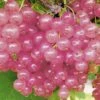 Ribes Rubrum 'Rosalinn' (Rosa Johannisbeere) -Angebote Pflanzen Store 2003456 Ribes 20rubrum 20Rosalinn Rosa 20Johannisbeere 1
