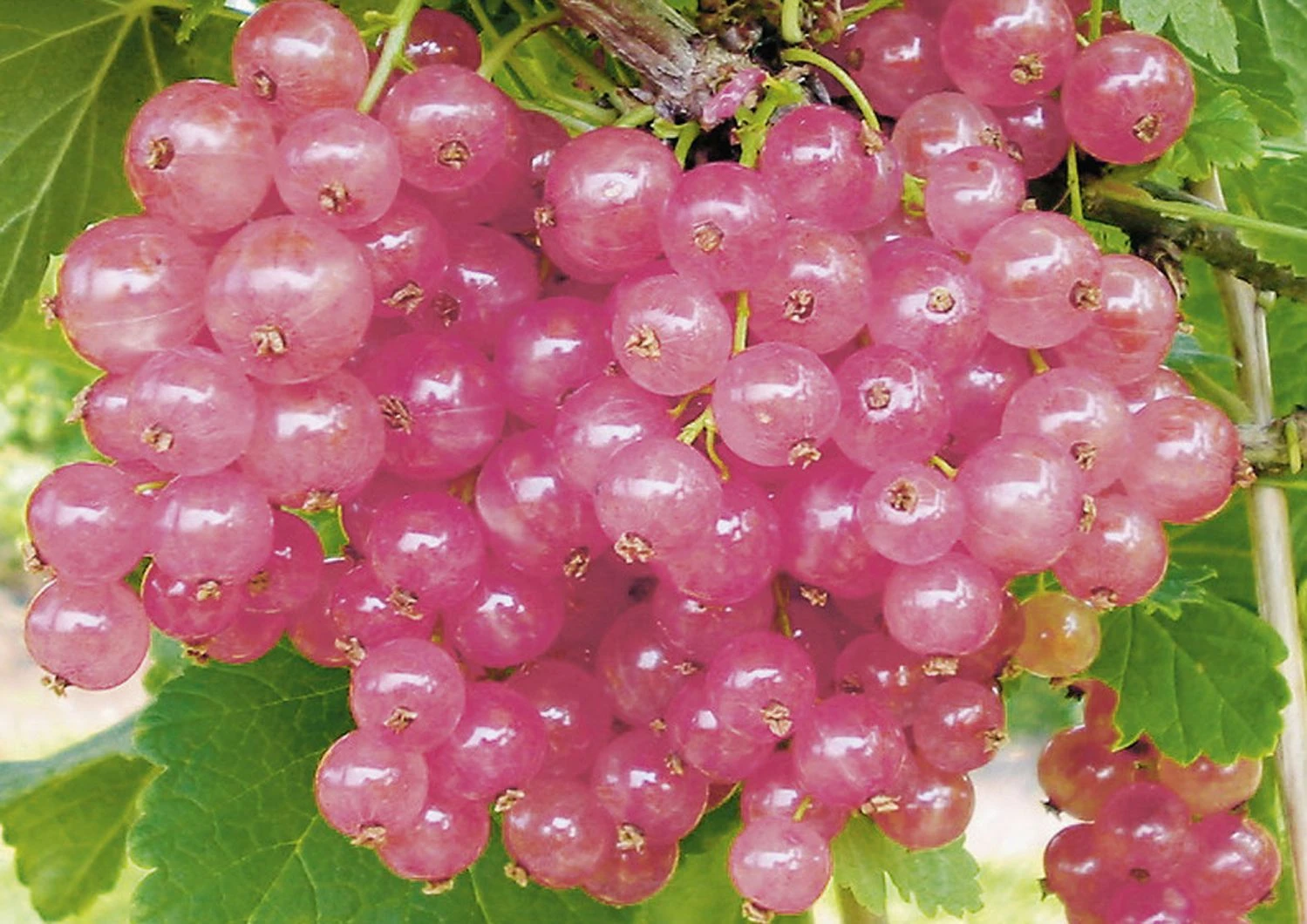 Ribes Rubrum 'Rosalinn' (Rosa Johannisbeere) 3 Ribes Rubrum 'Rosalinn' (Rosa Johannisbeere)