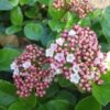 Viburnum Tinus 'Lisa Rose' (Lorbeer-Schneeball) -Angebote Pflanzen Store 2003478 Viburnum 20tinus 20Lisa 20Rose Lorbeer Schneeball 1