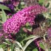 Buddleja Davidii 'Magenta Munchkin' (Sommerflieder) -Angebote Pflanzen Store 2003514 Buddleja 20davidii 20Magenta 20Munchkin Sommerflieder 1