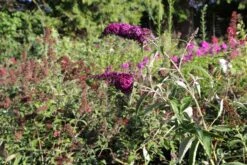 Buddleja Davidii 'Magenta Munchkin' (Sommerflieder) 7 Buddleja Davidii 'Magenta Munchkin' (Sommerflieder) -Angebote Pflanzen Store 2003514 Buddleja 20davidii 20Magenta 20Munchkin Sommerflieder 3