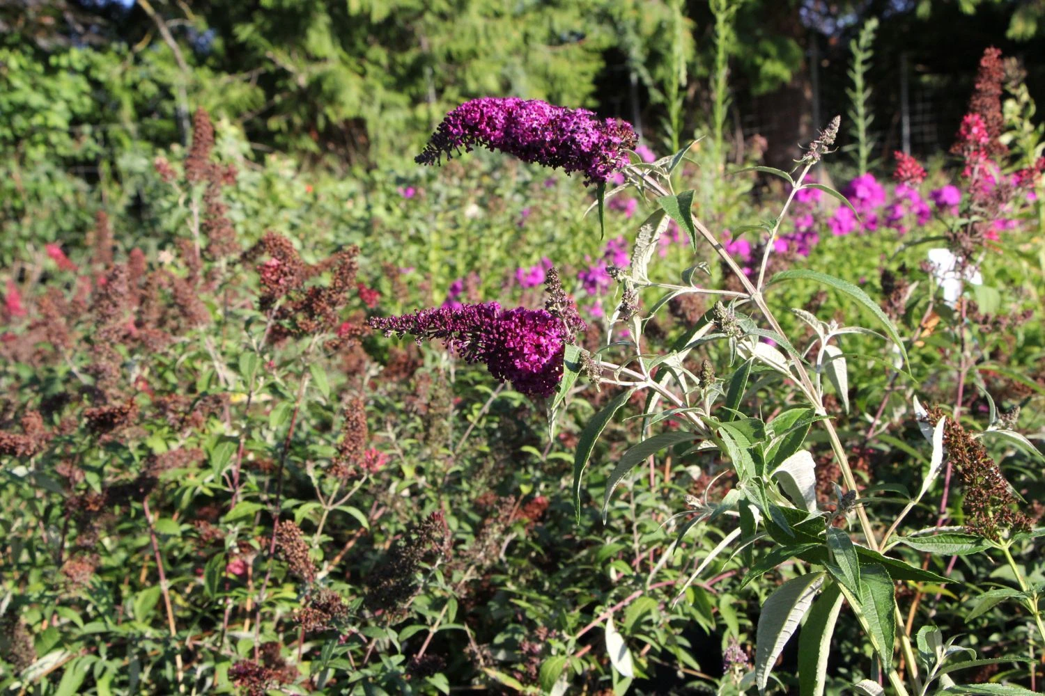 Buddleja Davidii 'Magenta Munchkin' (Sommerflieder) 5 Buddleja Davidii 'Magenta Munchkin' (Sommerflieder) – Bild 3