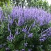 Vitex Agnus-castus 'Blue Puffball' (Mönchspfeffer) -Angebote Pflanzen Store 2003516 Vitex 20agnus castus 20Blue 20Puffball Moenchspfeffer 1