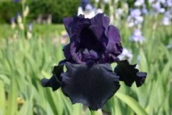 Männerbeet (Imposante Staudenpracht In Kühlen Farbtönen) -Angebote Pflanzen Store 2003530 Maennerbeet Imposante 20Staudenpracht 20in 20kuehlen 20Farbtoenen 10