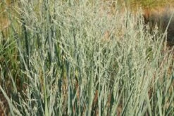 Männerbeet (Imposante Staudenpracht In Kühlen Farbtönen) -Angebote Pflanzen Store 2003530 Maennerbeet Imposante 20Staudenpracht 20in 20kuehlen 20Farbtoenen 12