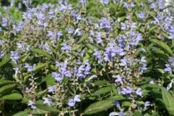 Männerbeet (Imposante Staudenpracht In Kühlen Farbtönen) -Angebote Pflanzen Store 2003530 Maennerbeet Imposante 20Staudenpracht 20in 20kuehlen 20Farbtoenen 16