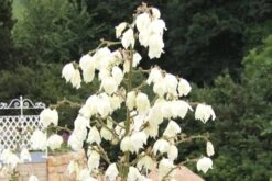 Männerbeet (Imposante Staudenpracht In Kühlen Farbtönen) -Angebote Pflanzen Store 2003530 Maennerbeet Imposante 20Staudenpracht 20in 20kuehlen 20Farbtoenen 18