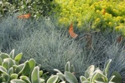 Männerbeet (Imposante Staudenpracht In Kühlen Farbtönen) -Angebote Pflanzen Store 2003530 Maennerbeet Imposante 20Staudenpracht 20in 20kuehlen 20Farbtoenen 7