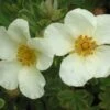 Potentilla Fruticosa 'Crème Brulée' (Fingerstrauch) -Angebote Pflanzen Store 2003536 Potentilla 20fruticosa 20Crme 20Brule Fingerstrauch 1