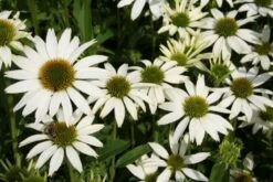 Leuchtender Herbst (Farbenfroher Ausklang Im Garten) -Angebote Pflanzen Store 2003555 Leuchtender 20Herbst Farbenfroher 20Ausklang 20im 20Garten 10