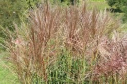 Leuchtender Herbst (Farbenfroher Ausklang Im Garten) -Angebote Pflanzen Store 2003555 Leuchtender 20Herbst Farbenfroher 20Ausklang 20im 20Garten 12