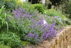 Leuchtender Herbst (Farbenfroher Ausklang Im Garten) -Angebote Pflanzen Store 2003555 Leuchtender 20Herbst Farbenfroher 20Ausklang 20im 20Garten 13