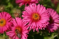 Leuchtender Herbst (Farbenfroher Ausklang Im Garten) -Angebote Pflanzen Store 2003555 Leuchtender 20Herbst Farbenfroher 20Ausklang 20im 20Garten 4