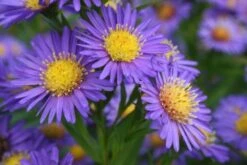 Leuchtender Herbst (Farbenfroher Ausklang Im Garten) -Angebote Pflanzen Store 2003555 Leuchtender 20Herbst Farbenfroher 20Ausklang 20im 20Garten 5