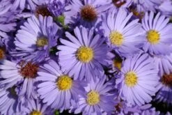 Leuchtender Herbst (Farbenfroher Ausklang Im Garten) -Angebote Pflanzen Store 2003555 Leuchtender 20Herbst Farbenfroher 20Ausklang 20im 20Garten 6