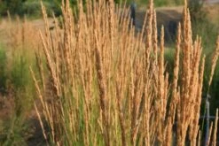 Leuchtender Herbst (Farbenfroher Ausklang Im Garten) -Angebote Pflanzen Store 2003555 Leuchtender 20Herbst Farbenfroher 20Ausklang 20im 20Garten 8