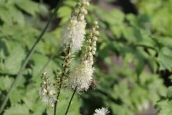 Leuchtender Herbst (Farbenfroher Ausklang Im Garten) -Angebote Pflanzen Store 2003555 Leuchtender 20Herbst Farbenfroher 20Ausklang 20im 20Garten 9