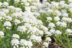 Das Streifenbeet (Blütenreicher Saum Für Wege, Mauern & Zäune) -Angebote Pflanzen Store 2003627 Das 20Streifenbeet Bluetenreicher 20Saum 20fuer 20Wege 20Mauern 20 20Zaeune 10